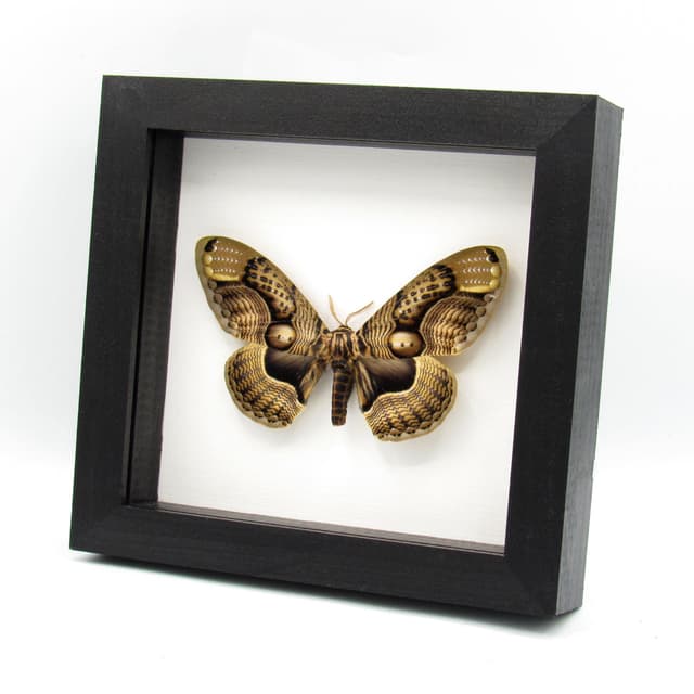 Real XL Brahmin moth framed taxidermy - Brahmaea wallichii - female