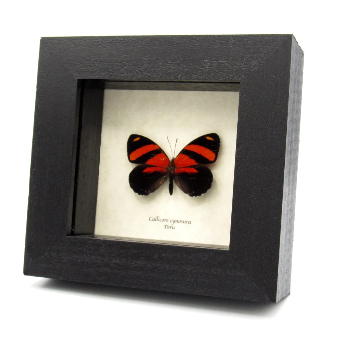 Real red framed butterfly taxidermy - Callicore cynosura