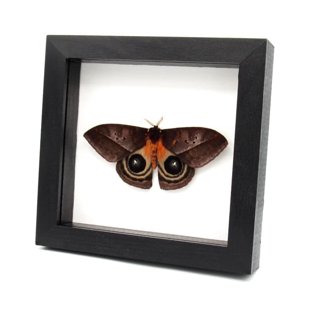 Real Giant Saturn moth framed taxidermy - Automeris species - Victorian mount