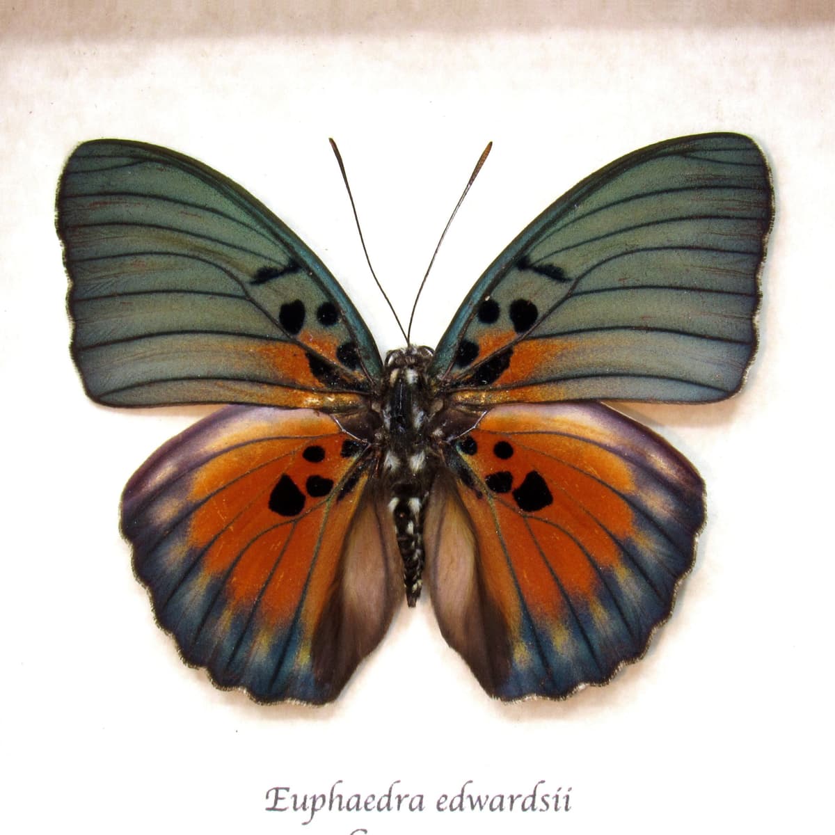 Real Forester butterfly framed taxidermy - Euphaedra edwardsii