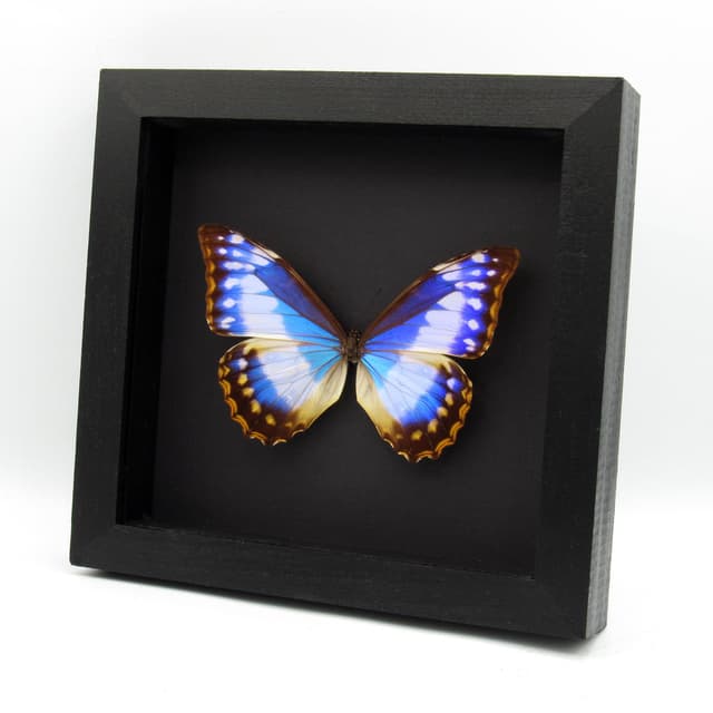 Very rare female Morpho butterfly framed taxidermy - Morpho cypris cyanites - XL specimen