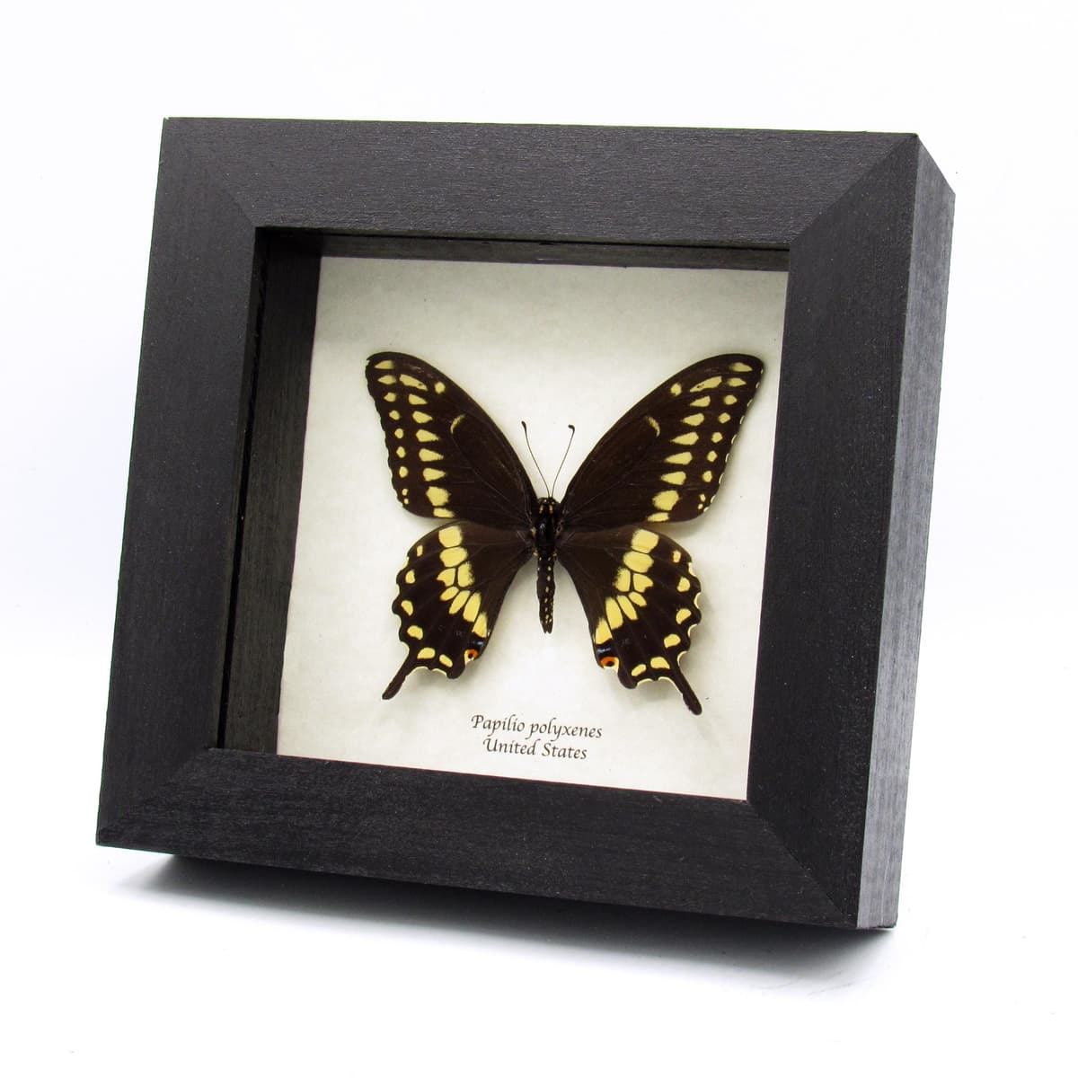 Real Eastern Black Swallowtail butterfly framed taxidermy - Papilio polyxenes
