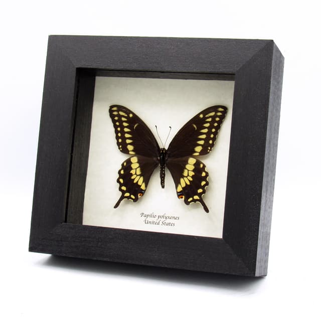 Real Eastern Black Swallowtail butterfly framed taxidermy - Papilio polyxenes