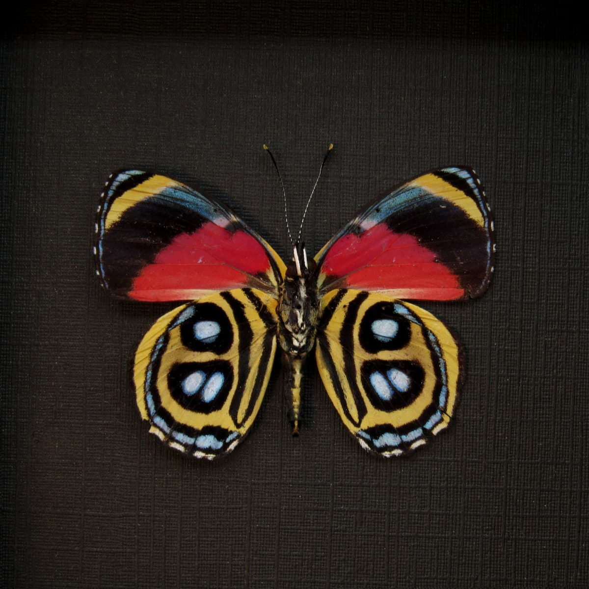 Real red butterfly framed taxidermy - Callicore peristera