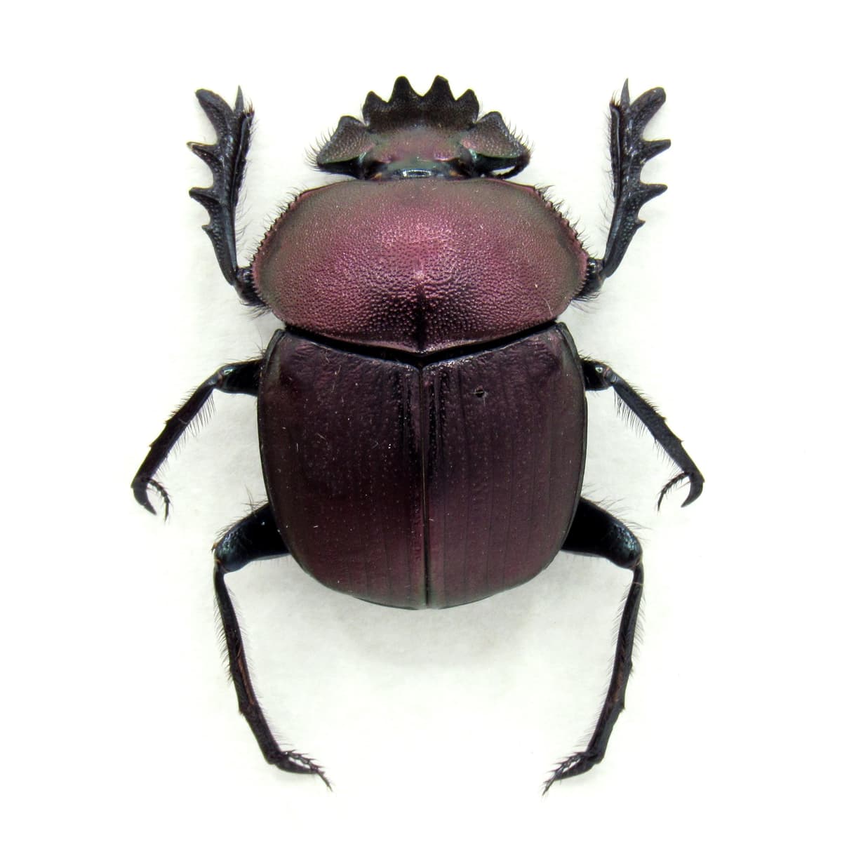 Rare Sacred Scarab beetle framed taxidermy - Kheper aegyptiorum - purple form