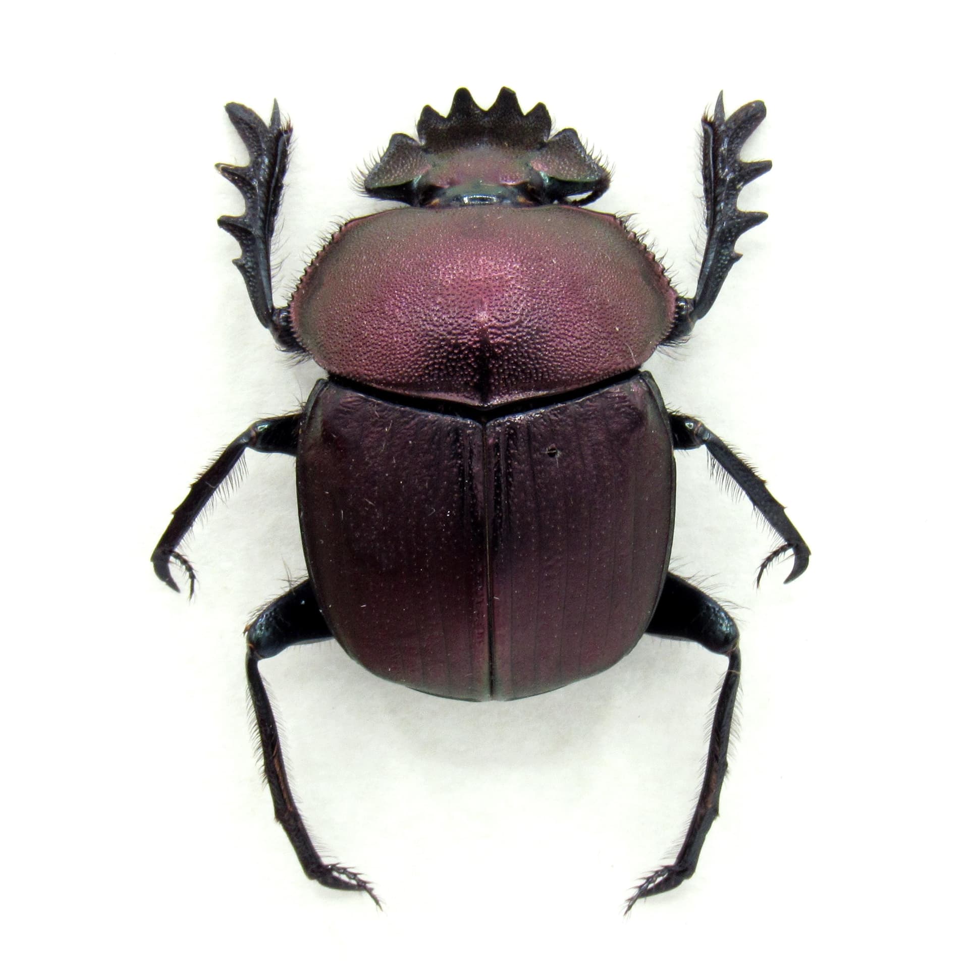Rare Sacred Scarab beetle framed taxidermy - Kheper aegyptiorum - purple form