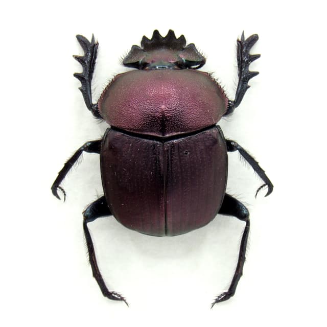 Rare Sacred Scarab beetle framed taxidermy - Kheper aegyptiorum - purple form