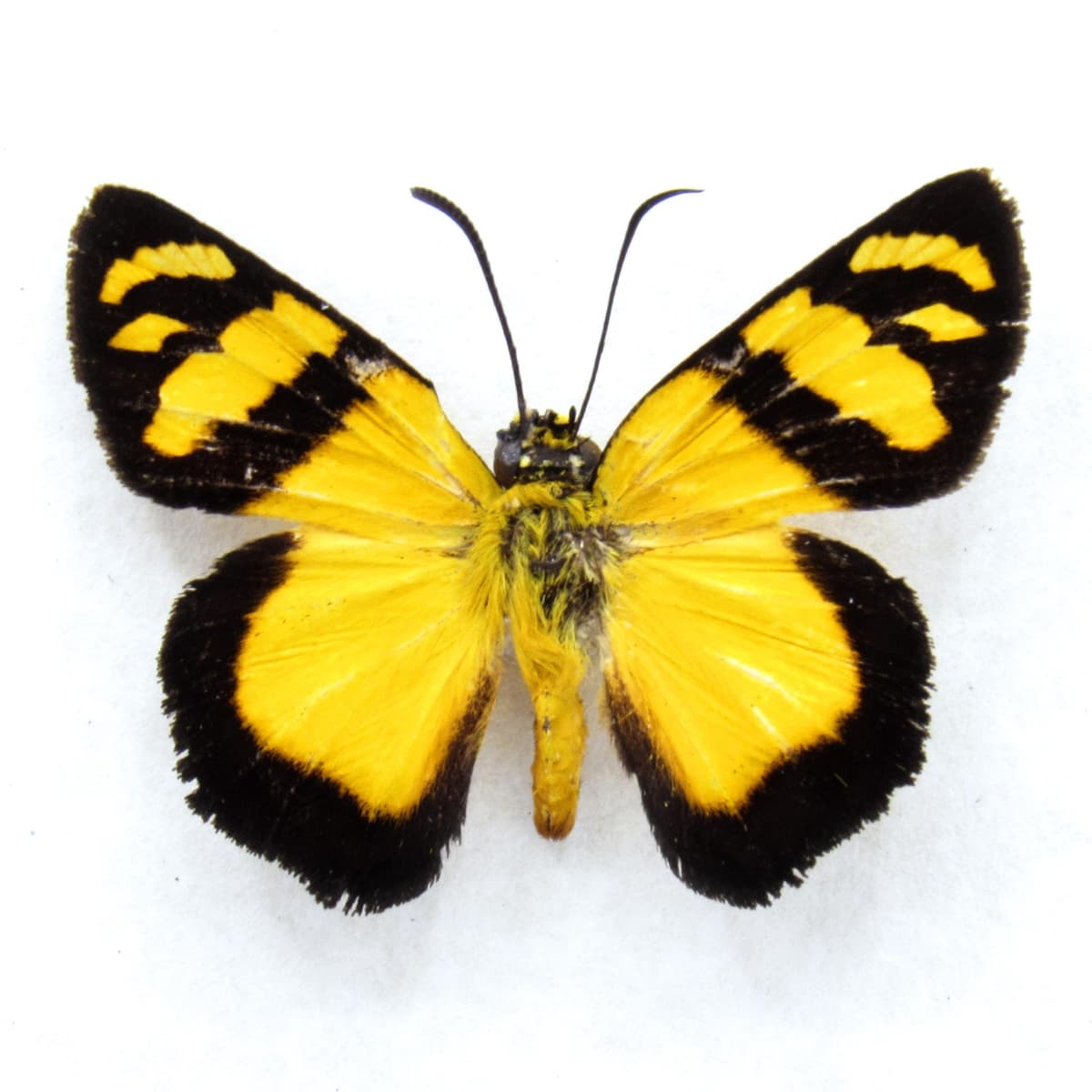 Rare yellow Skipper butterfly framed specimen - Entheus lemna