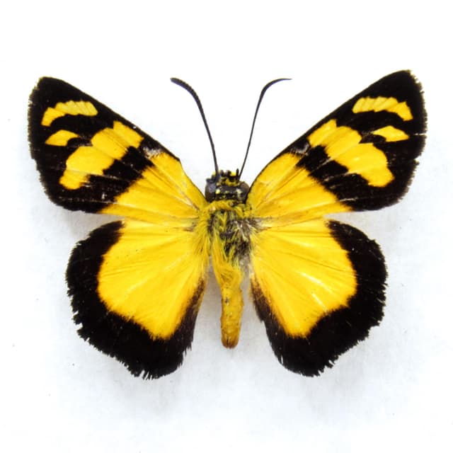 Rare yellow Skipper butterfly framed specimen - Entheus lemna