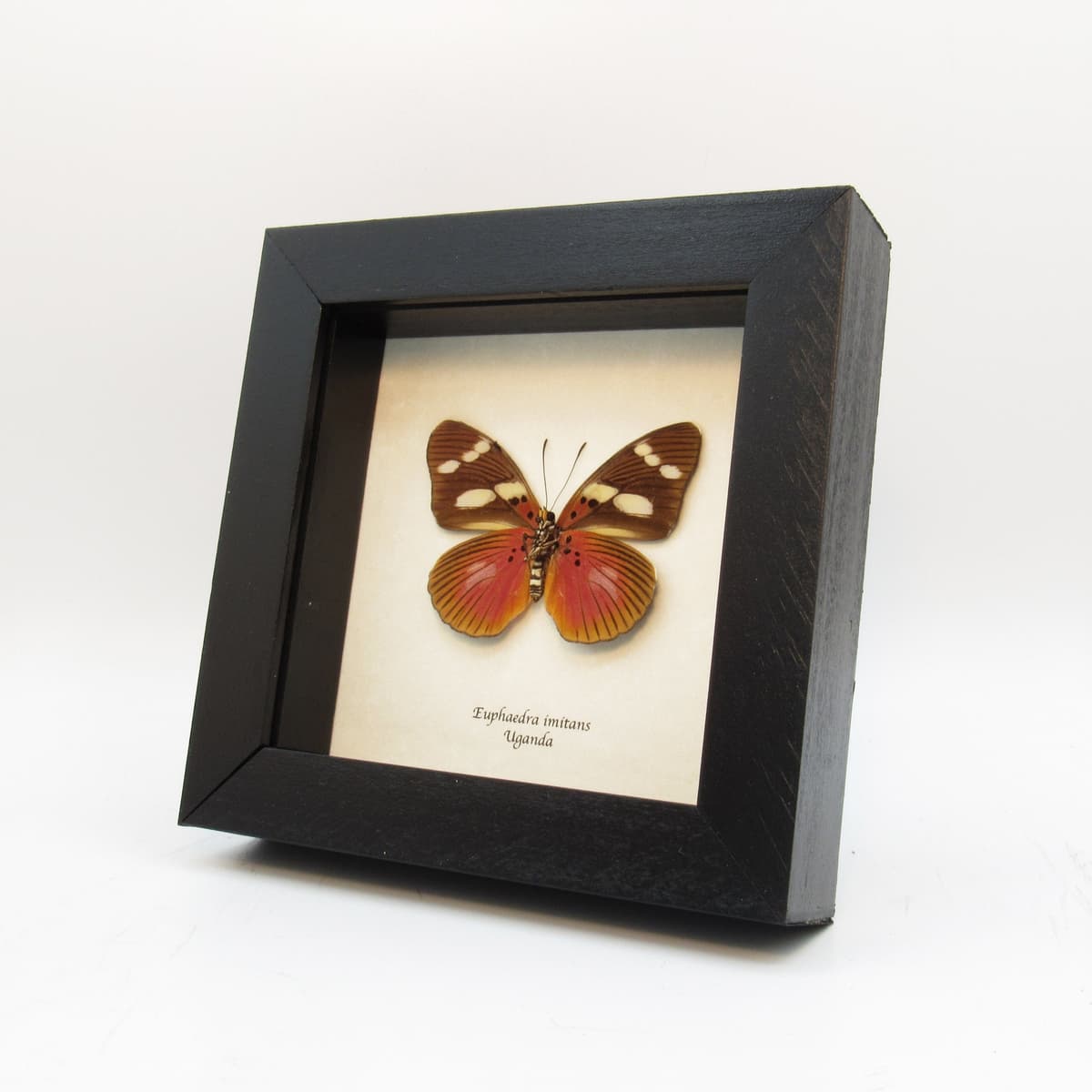 Rare fuchsia butterfly framed taxidermy - Euphaedra imitans (female)
