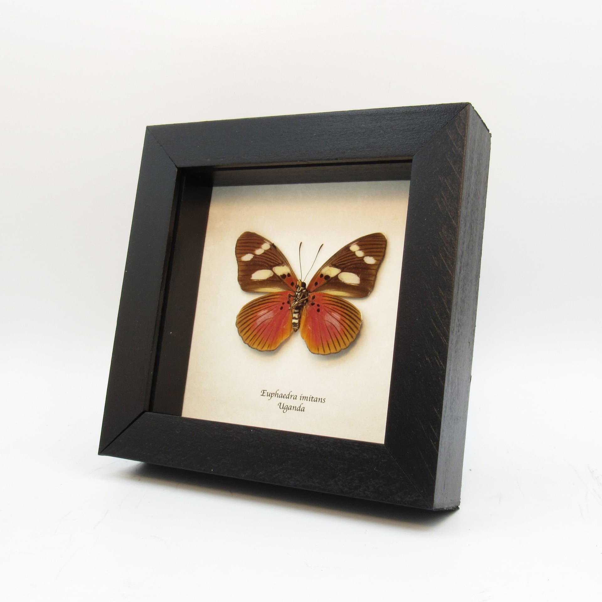 Rare fuchsia butterfly framed taxidermy - Euphaedra imitans (female)