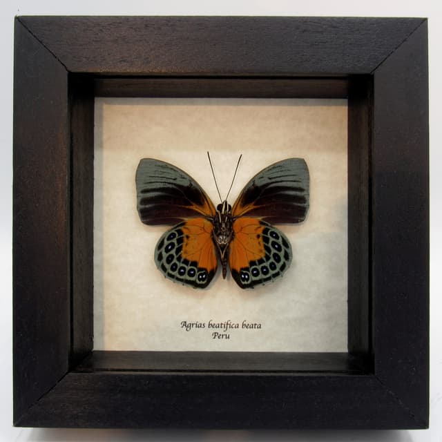 Rare butterfly framed taxidermy - Agrias beatifica beata