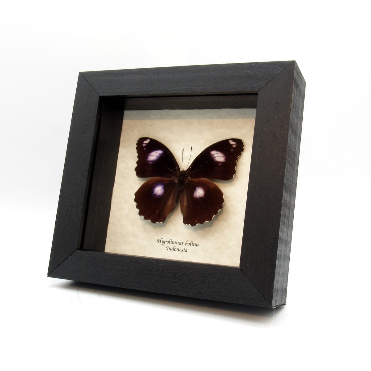Real Great Eggfly butterfly framed taxidermy - Hypolimnas bolina