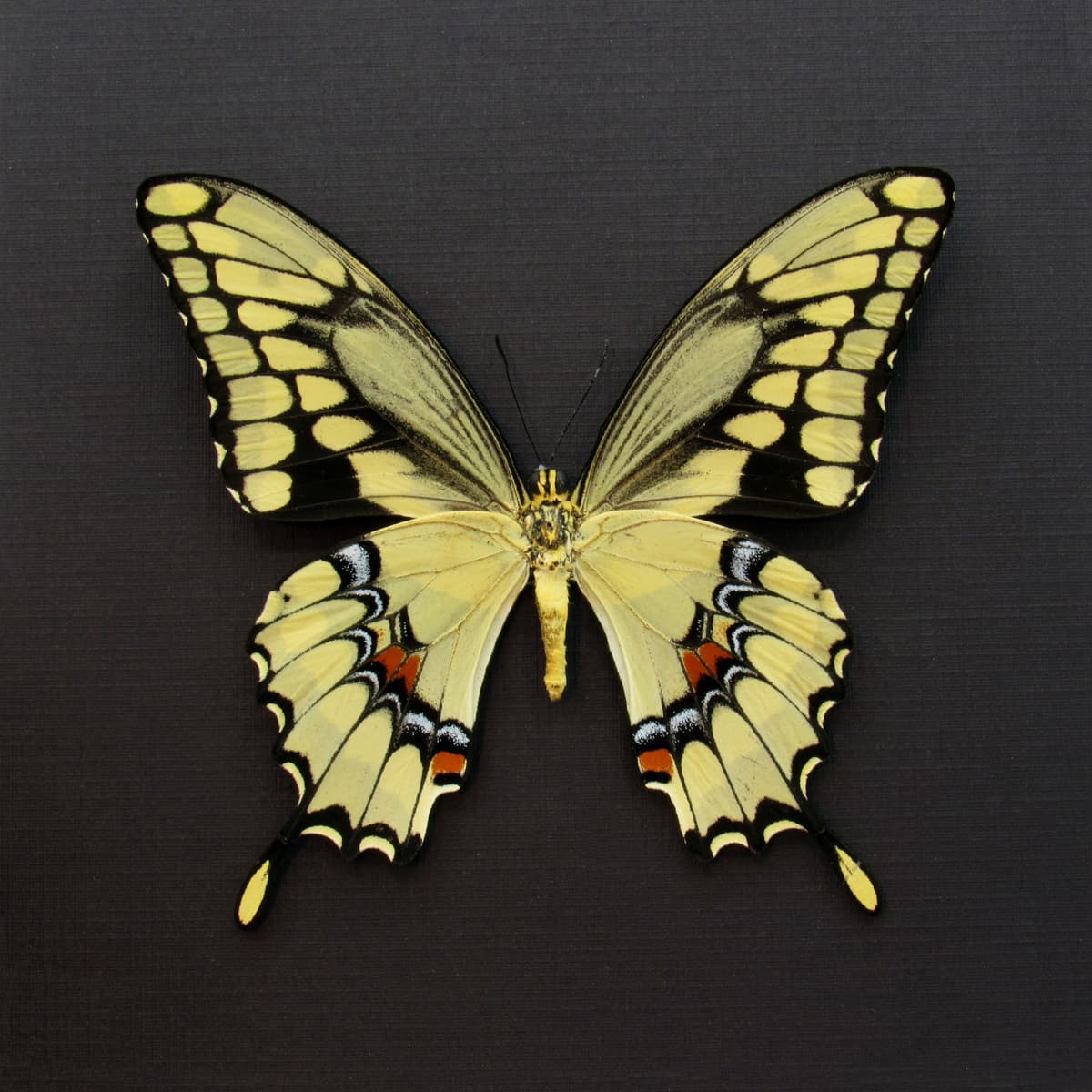 Real framed yellow Swallowtail butterfly taxidermy - Papilio cresphontes