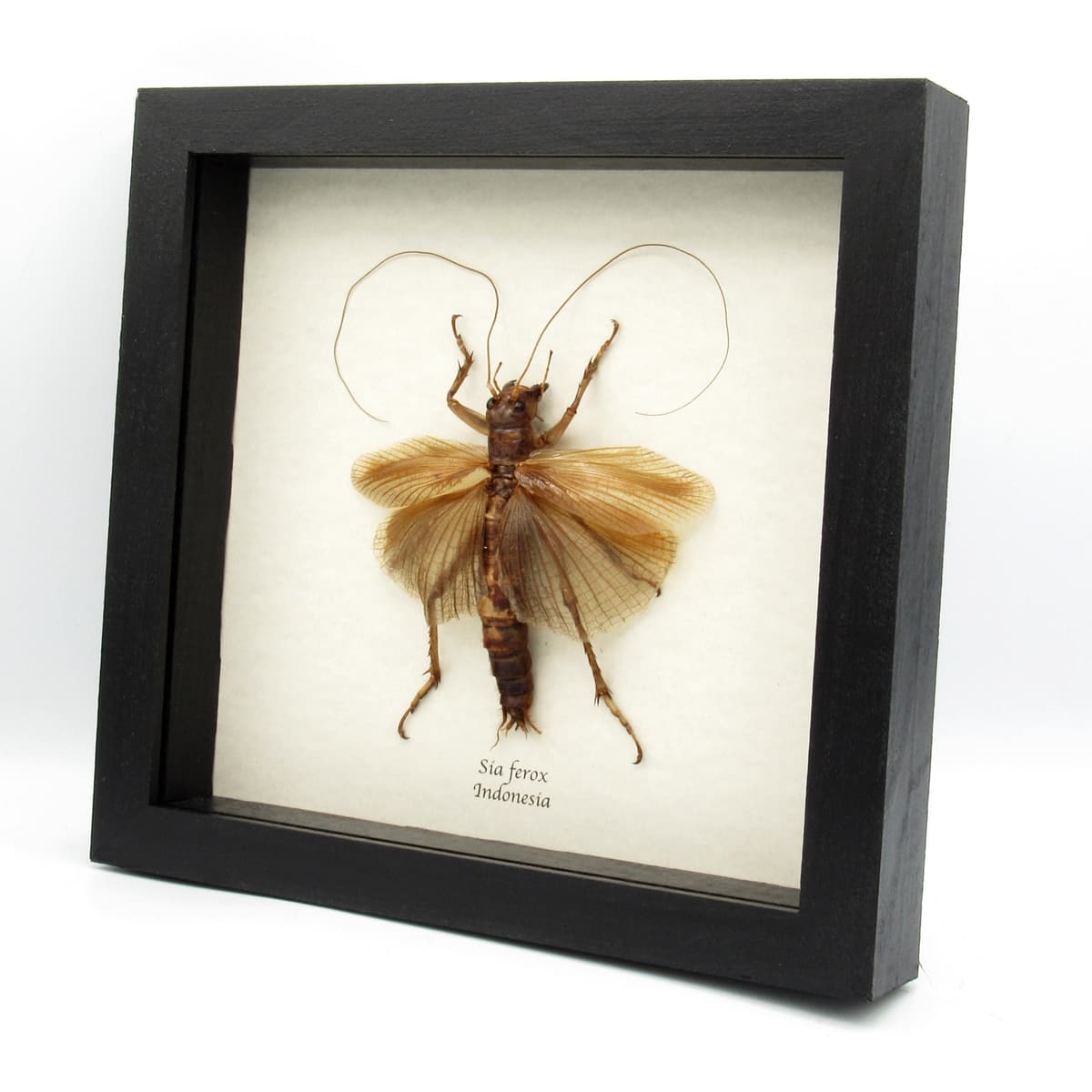 Giant predatory cricket framed taxidermy - Sia ferox