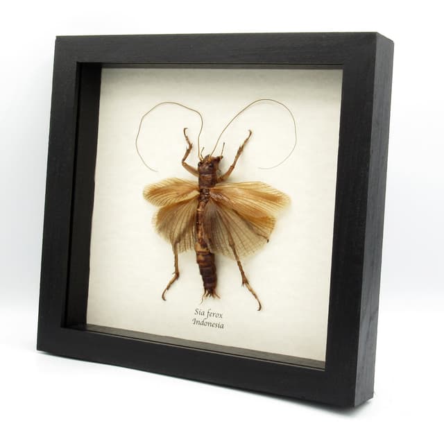 Giant predatory cricket framed taxidermy - Sia ferox