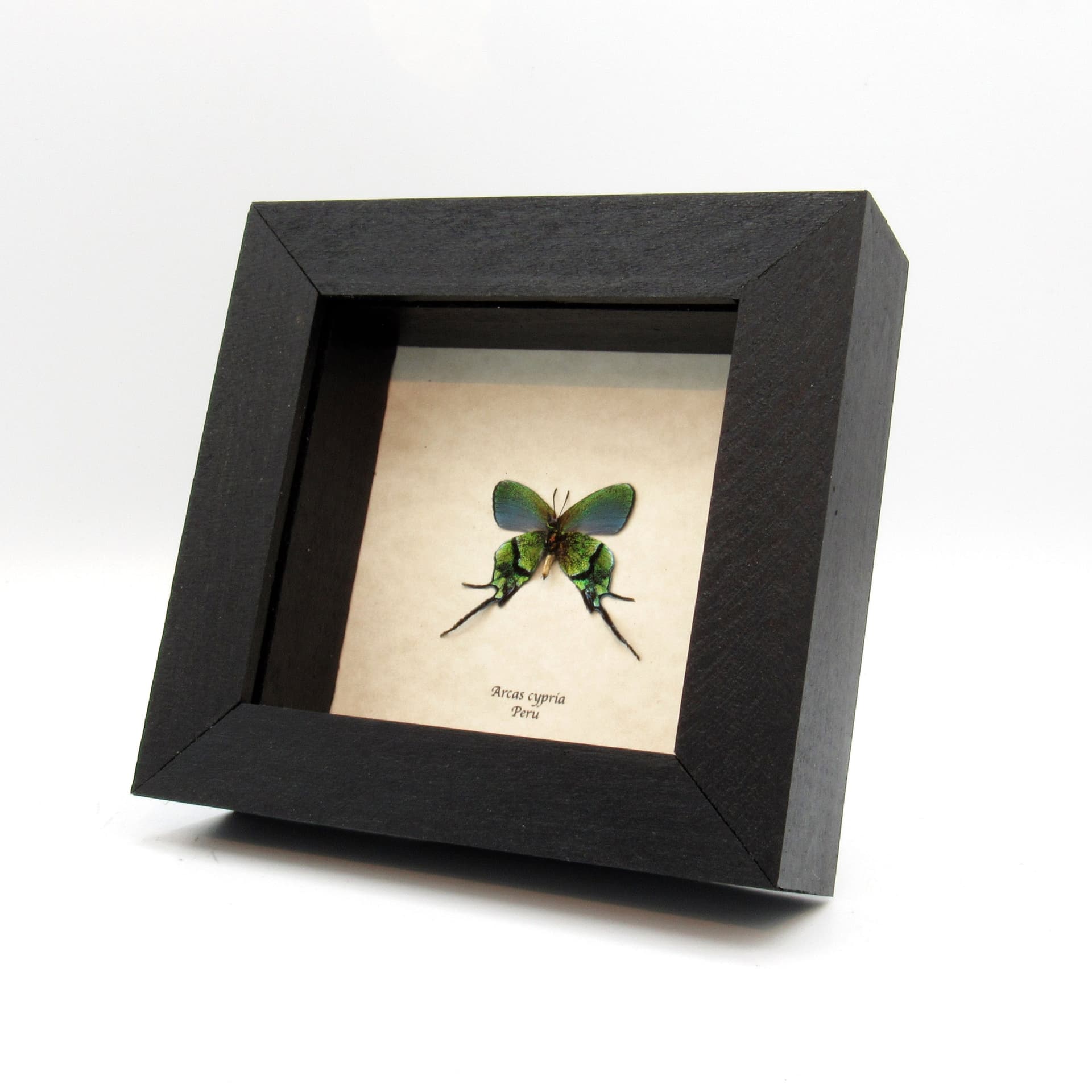 Rare metallic green Hairstreak butterfly framed taxidermy - Arcas cypria