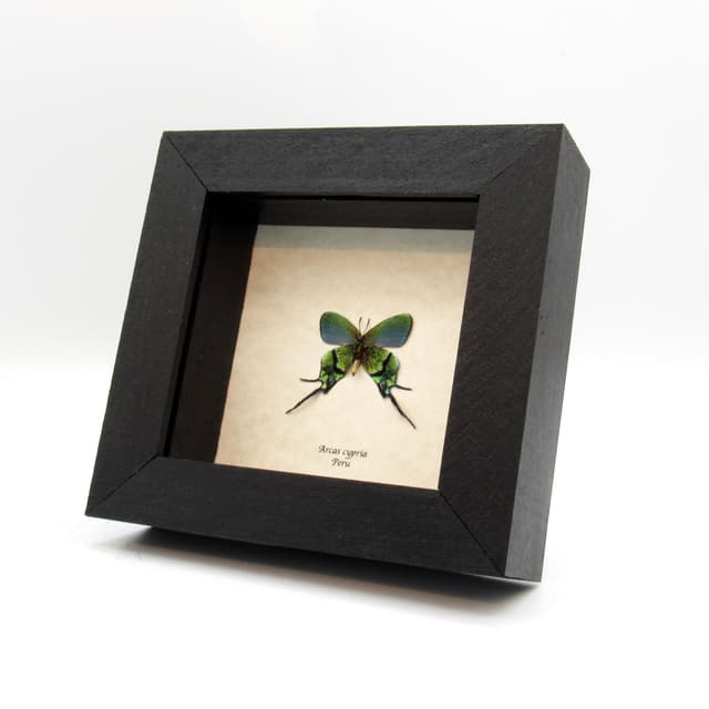 Rare metallic green Hairstreak butterfly framed taxidermy - Arcas cypria