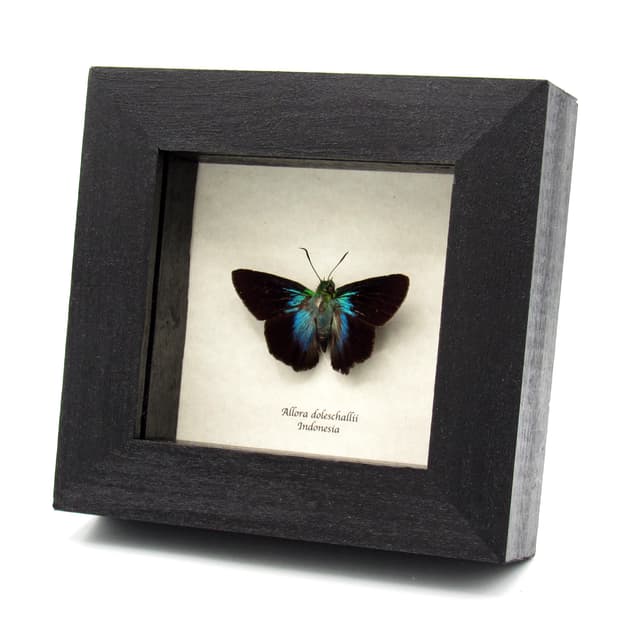 Real metallic blue Skipper butterfly framed taxidermy - Allora doleschallii