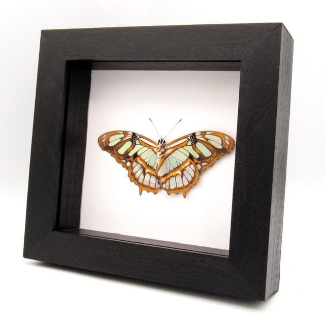 Real Green Malachite butterfly framed taxidermy - Victorina stelenes - Victorian mount