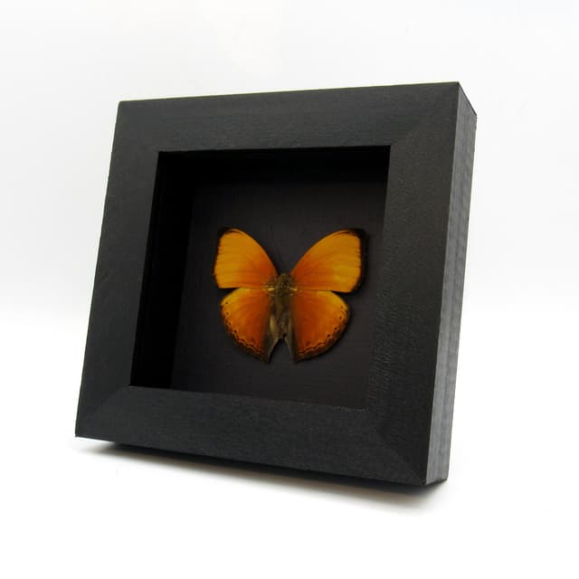 Real Orange Lurid Glider butterfly framed taxidermy - Cymothoe hesiodotus