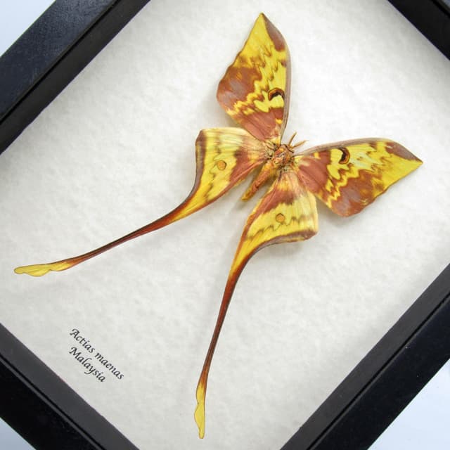 Giant Malaysian Moon moth framed taxidermy - Actias maenas