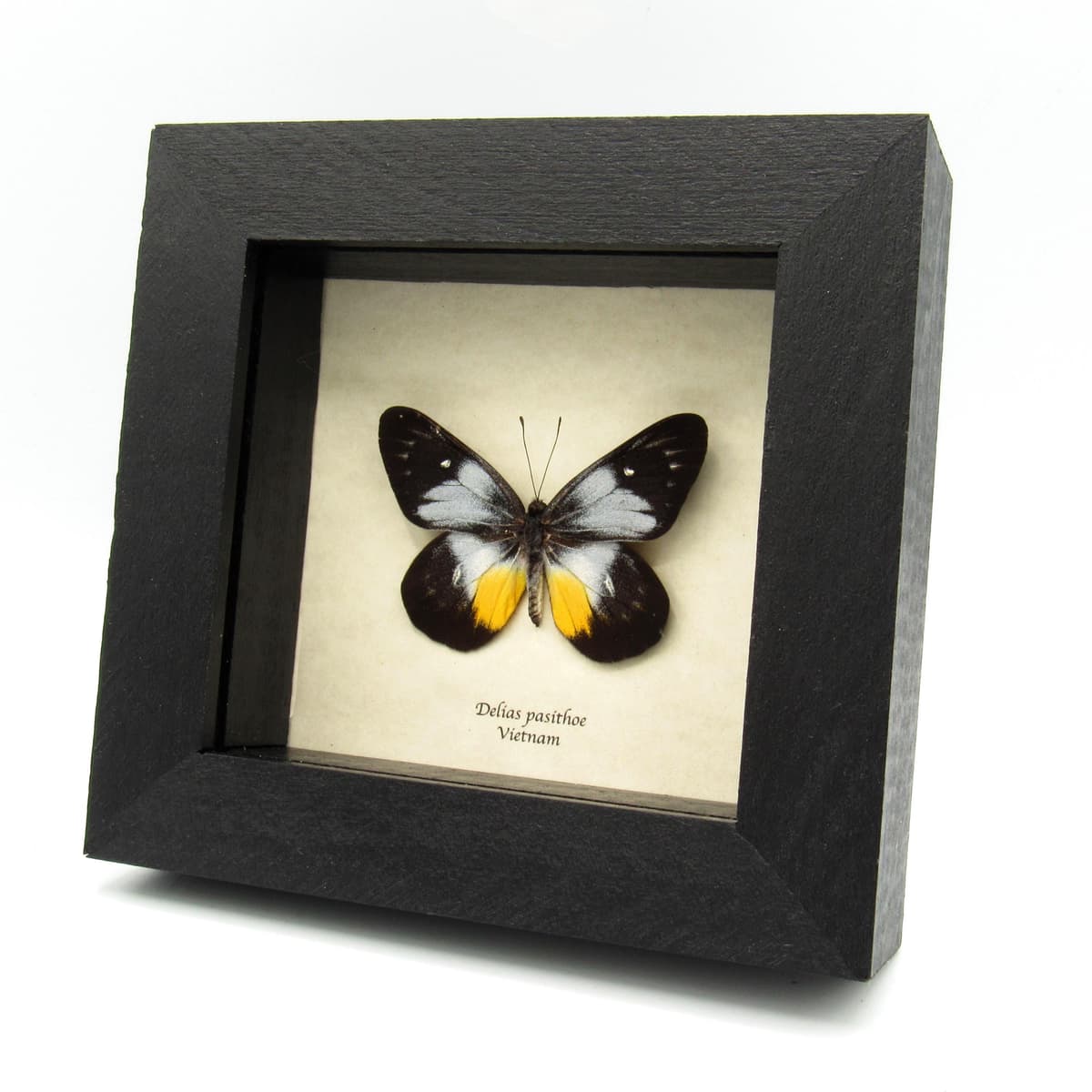 Real butterfly framed taxidermy - Delias pasithoe