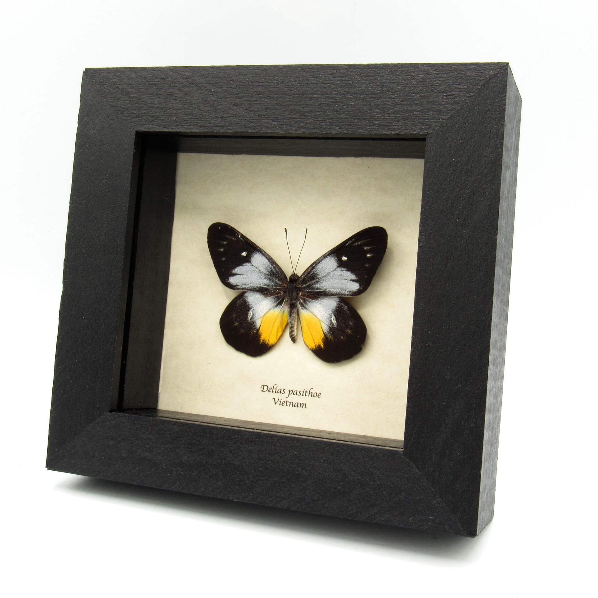 Real butterfly framed taxidermy - Delias pasithoe