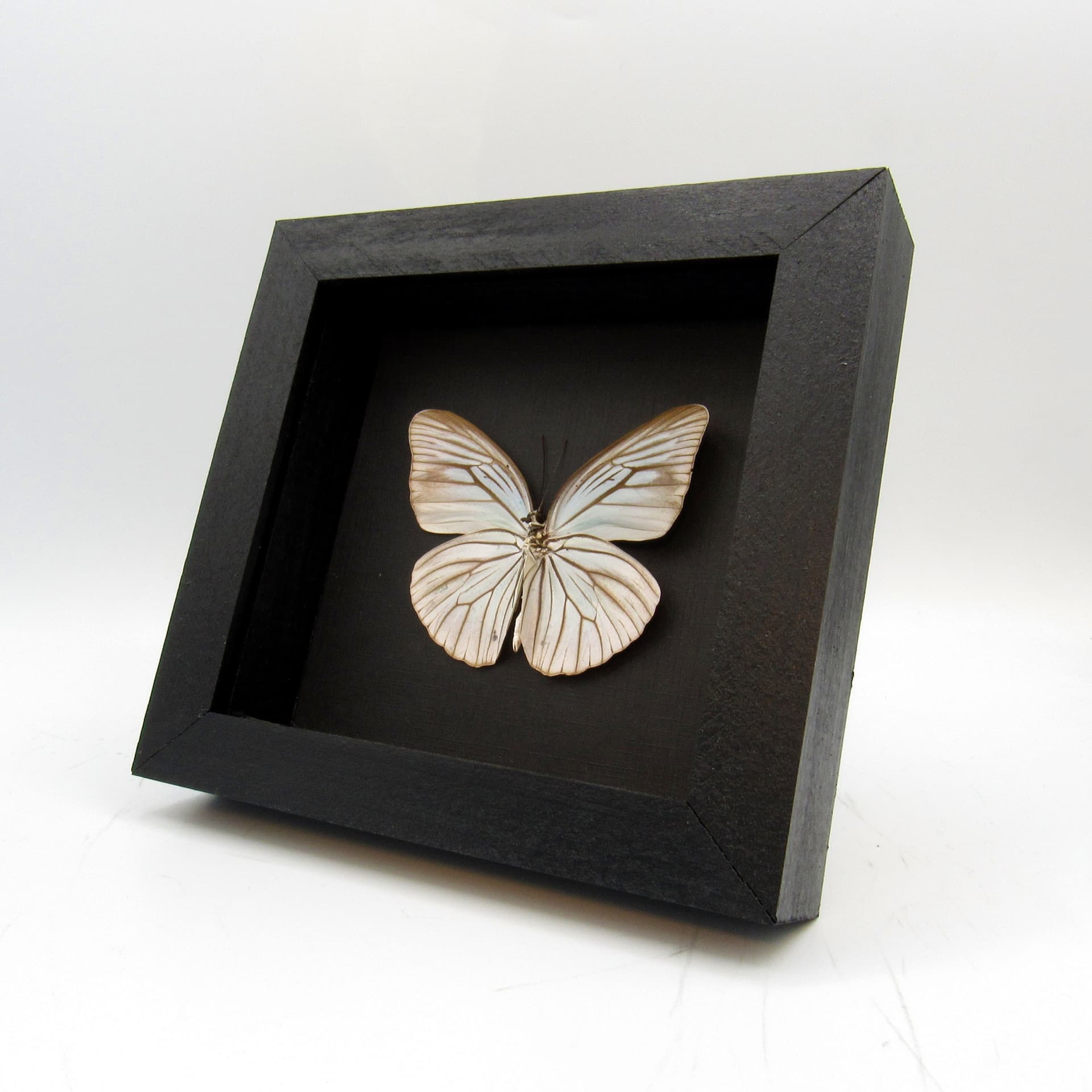 Real pale blue Wanderer butterfly framed taxidermy - Pareronia tritaea