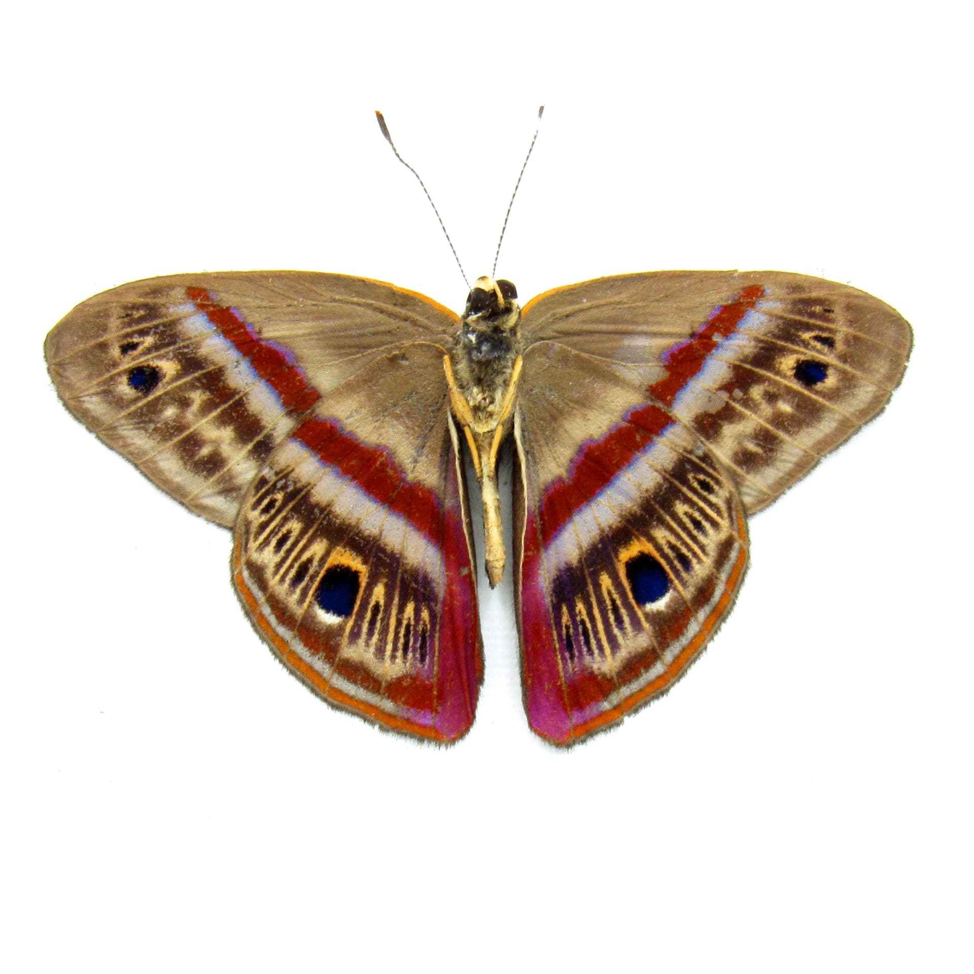 Rare magenta Metalmark butterfly framed taxidermy - Euselasia orba - Victorian mount