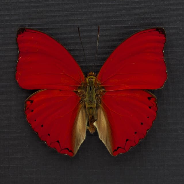 Real Red Glider butterfly framed taxidermy - Cymothoe sangaris