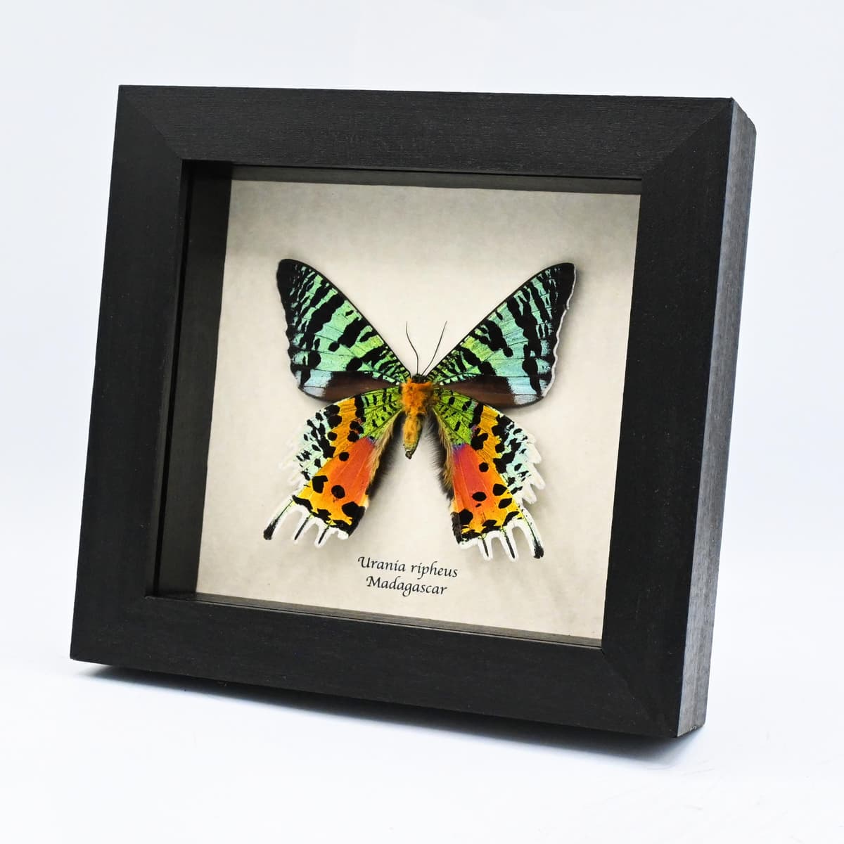 Real large female Rainbow Sunset moth framed taxidermy - Urania ripheus