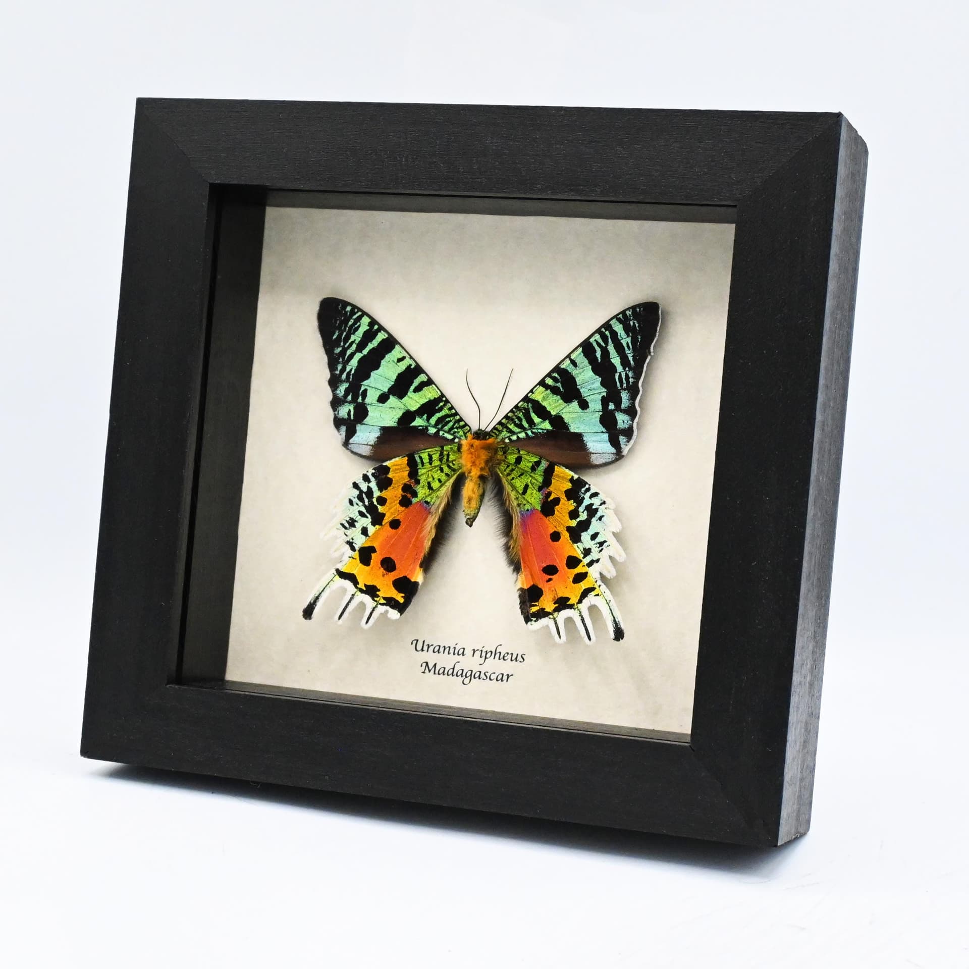 Real large female Rainbow Sunset moth framed taxidermy - Urania ripheus
