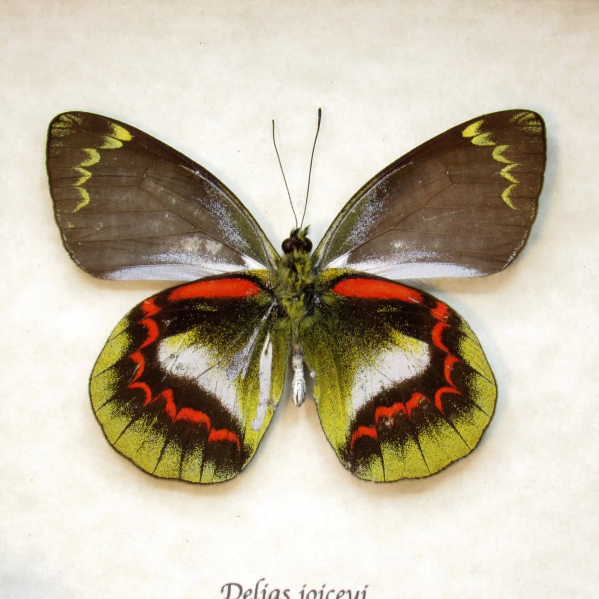 Rare Delias butterfly framed taxidermy - Delias joiceyi