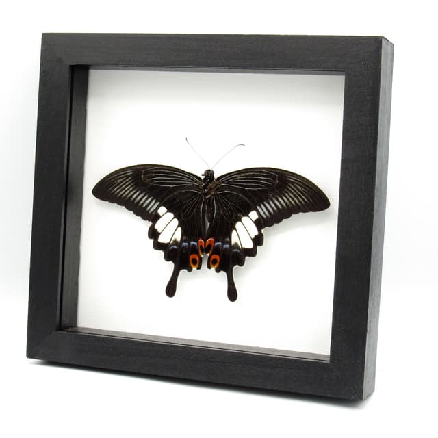 Real Red Helen Swallowtail butterfly framed taxidermy - Papilio helenus - victorian mount
