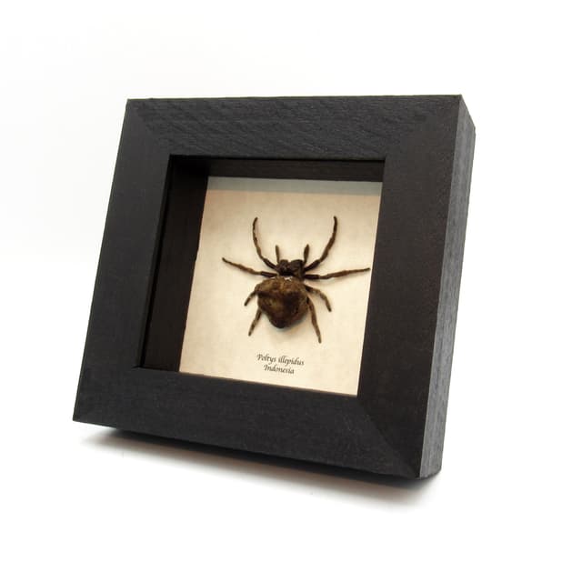 Real Orb Weaver spider framed taxidermy - Poltys illepidus