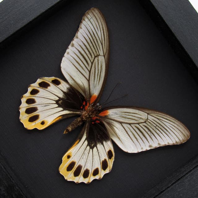 Rare Great Mormon butterfly framed taxidermy - Papilio memnon christianae - female