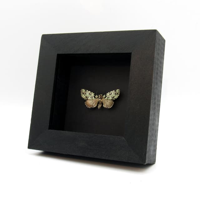 Real Scarce Merveille du Jour lichen moth framed taxidermy - Moma alpium