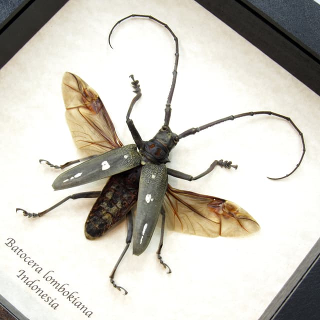 Real Long Horn beetle framed taxidermy - Batocera lombokiana - large
