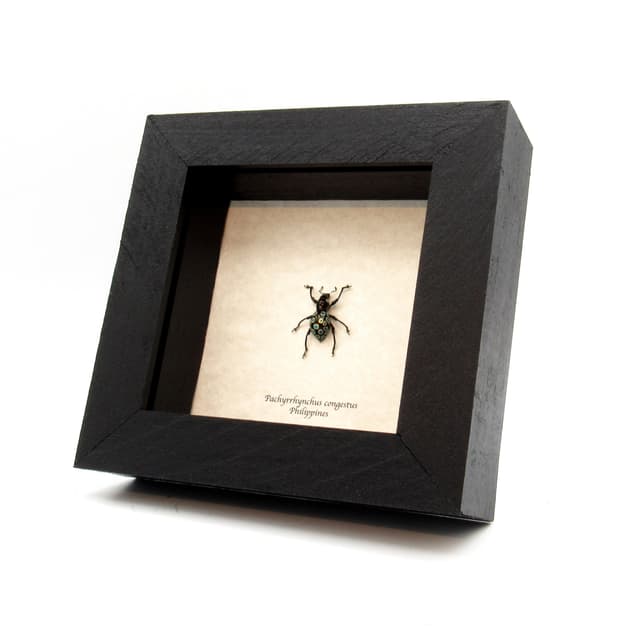 WEEVIL MANIA - Real blue and gold beetle framed taxidermy - Pachyrhynchus congestus