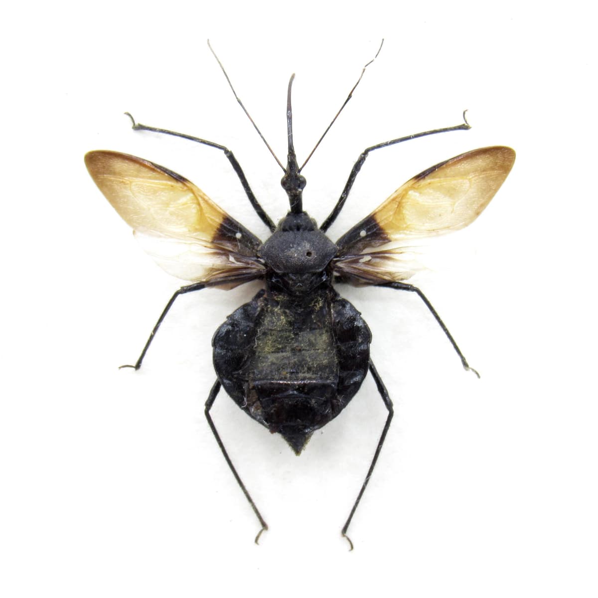 Real black Assassin bug framed taxidermy - Heteroptera species