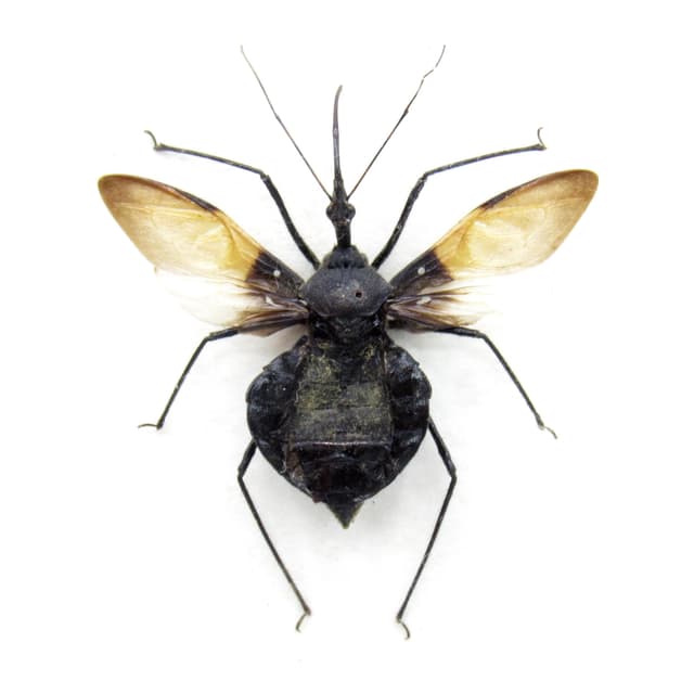 Real black Assassin bug framed taxidermy - Heteroptera species