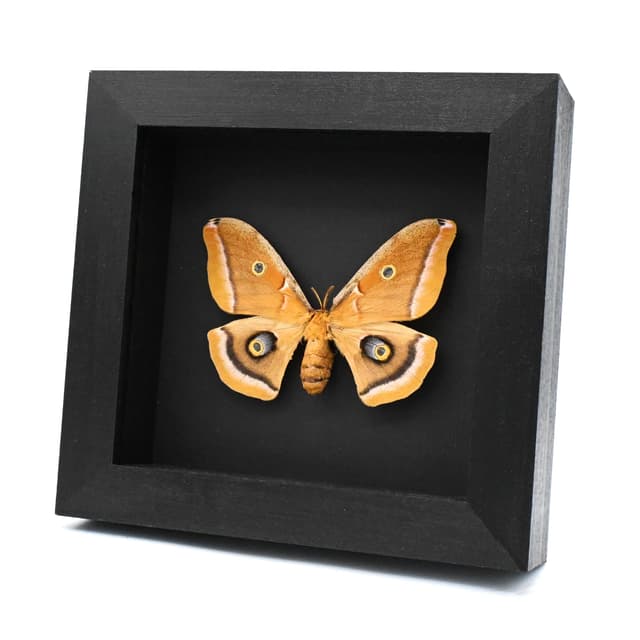 Real Polyphemus moth framed taxidermy - Antheraea polyphemus - female