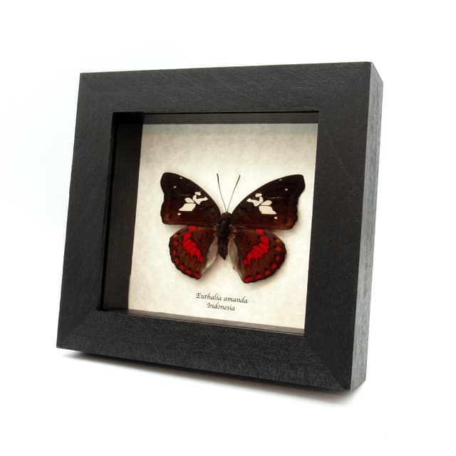 Real large red butterfly framed taxidermy - Euthalia amanda - female