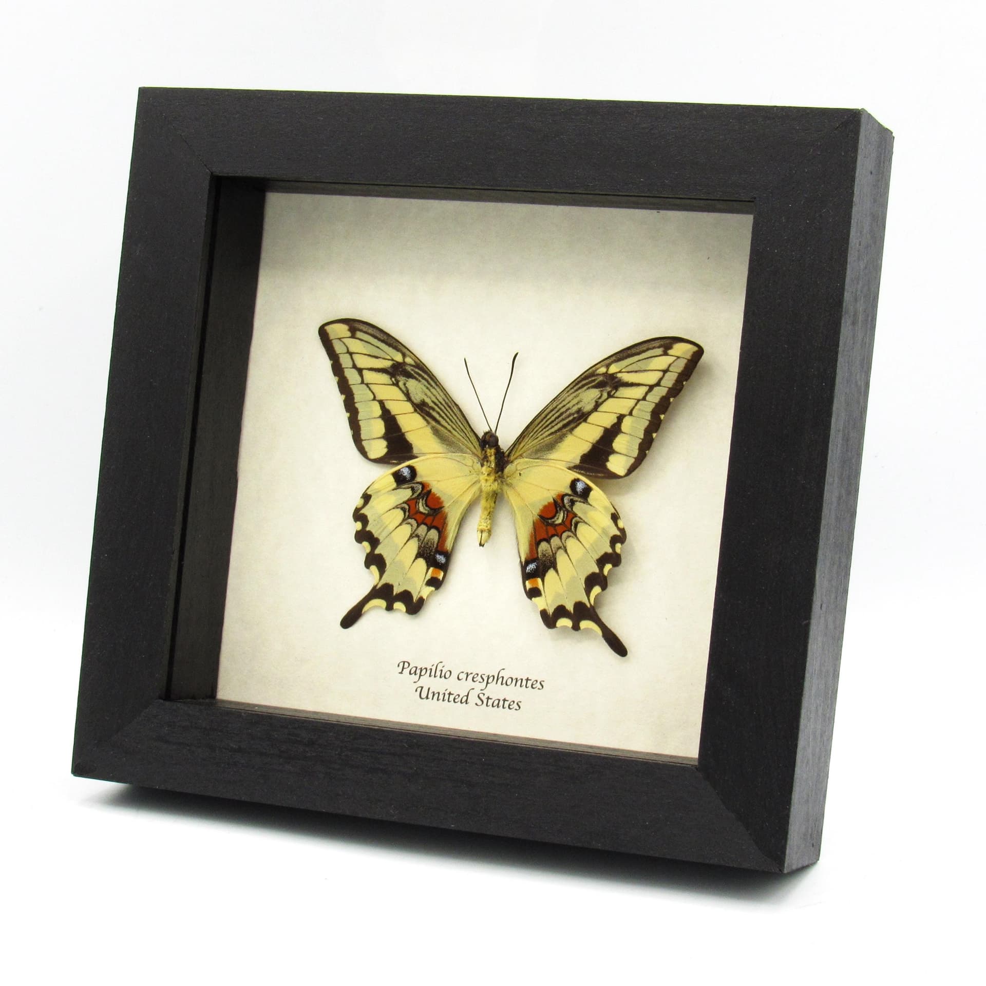 Real Giant Swallowtail butterfly framed taxidermy - Papilio cresphontes - female
