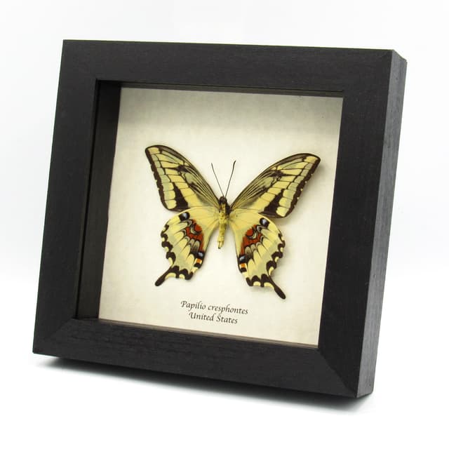 Real Giant Swallowtail butterfly framed taxidermy - Papilio cresphontes - female