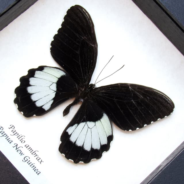 Real framed taxidermy butterfly - Papilio ambrax