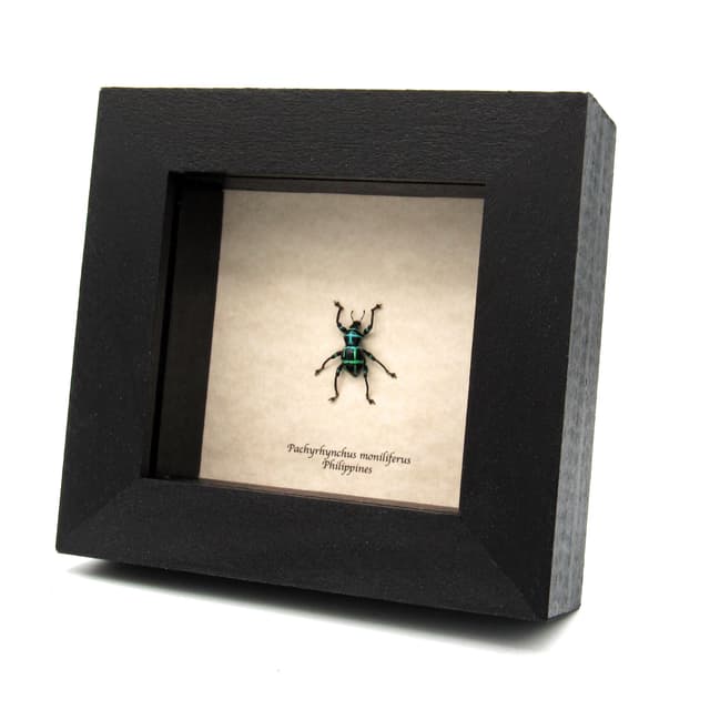 Real blue glitter weevil beetle framed specimen - Pachyrhynchus moniliferus