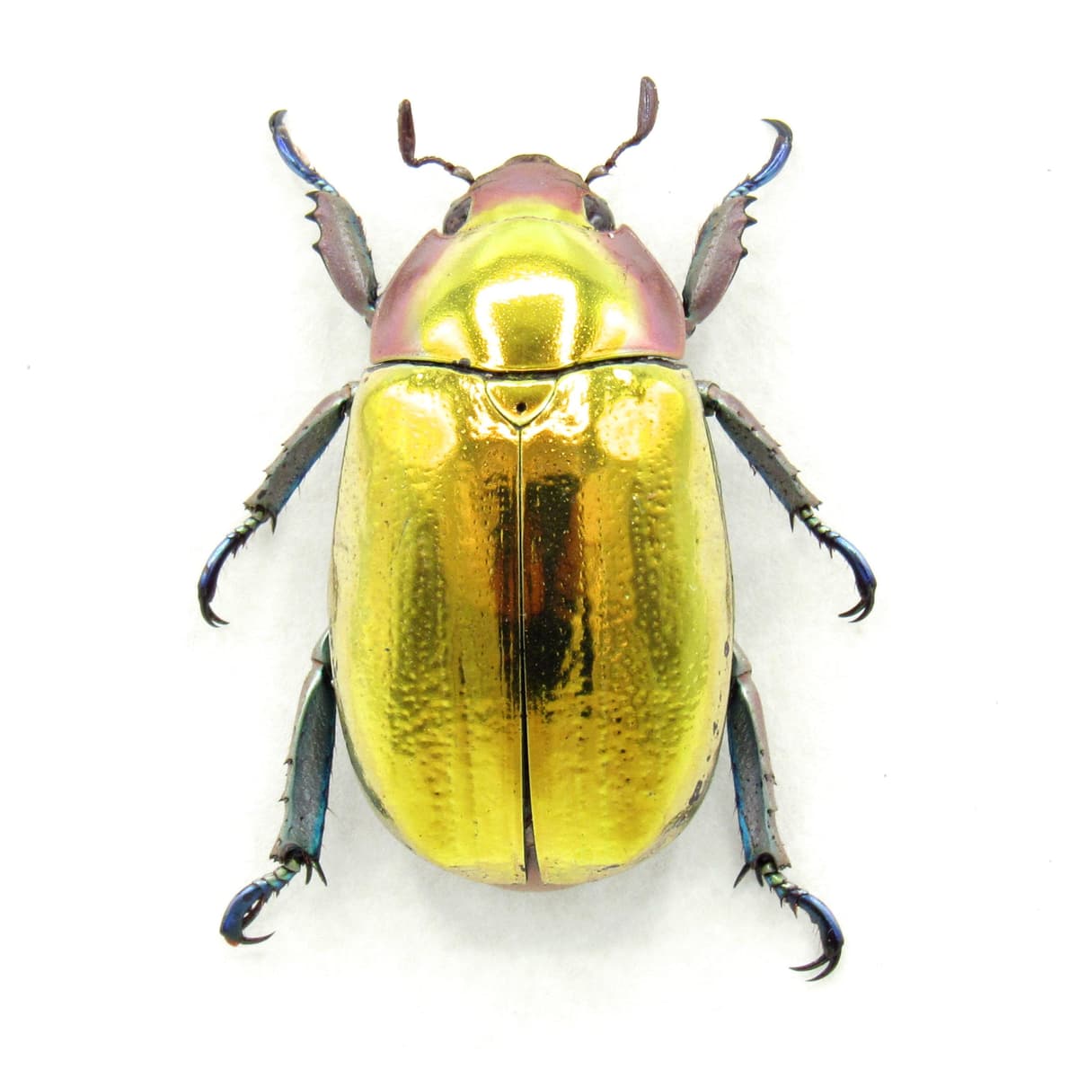 Very rare gold Jewel beetle framed taxidermy - Chrysina aurigans