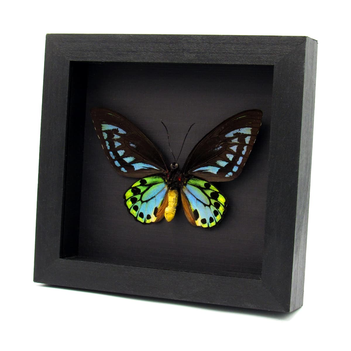 Rare XL Blue Birdwing butterfly framed - Ornithoptera priamus urvillianus